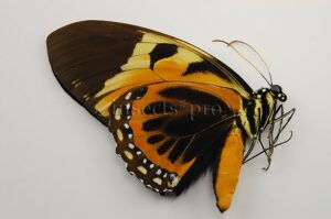 :::BULK SALE:::: Pterourus bachus chrysomelus A1 ♂