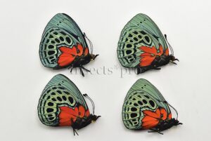 Asterope leprieuri optima A1 ♂ SET of 4 sp.