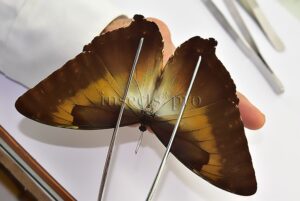 Morpho cisseis jeannoti ♂