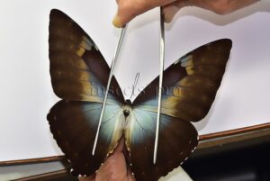 Morpho cisseis gahua f. phadena A1 ♂