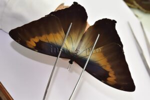 Morpho cisseis jeannoti A1 ♂
