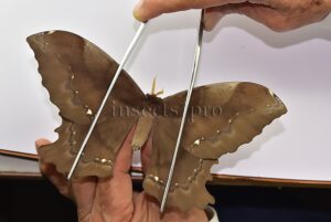 Arsenura batesii A1 ♀