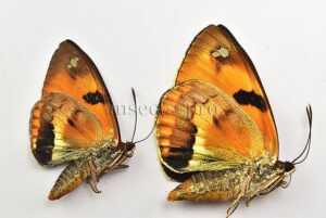 Athis fuscorubra A1 ♂♀ PAIR (male + female)