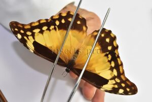 Morpho rhetenor helena ♀