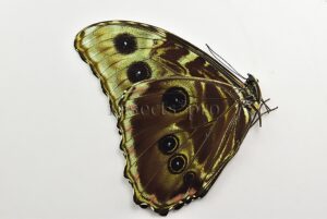 Morpho deidamia mariae ♂ ABERRATION*