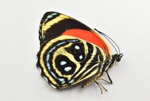 Callicore texa maimuna A1 ♀ FEMALE