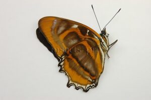 Metamorpha elissa elissa A1 ♂ ABERRATION* MELANIC FORM