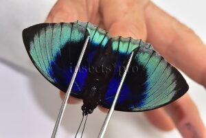 Agrias beatifica staudingeri ♂