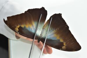 Morpho cisseis gahua f. phadena ♂ GOOD PRICE