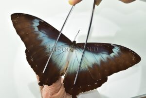 Morpho cisseis gahua f. gahua ♂ GOOD PRICE