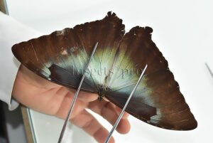Morpho cisseis gahua f. gahua ♂ GOOD PRICE