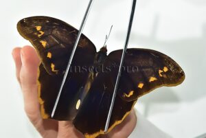 Eryphanis zolvizora chachapoya ♂ RARE