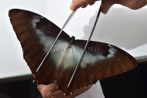 Morpho cisseis gahua f. gahua ♂ GOOD PRICE