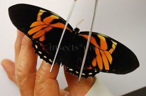 :::BULK SALE:::: Pterourus bachus ssp. A1 ♂ SOUTH-PERU