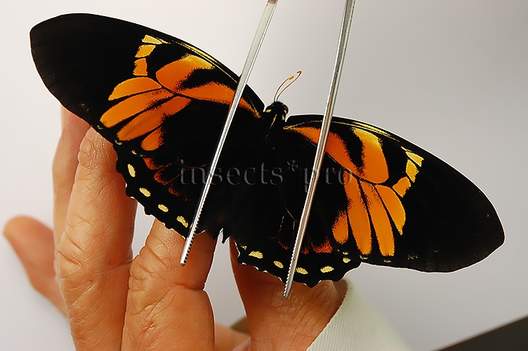 :::BULK SALE:::: Pterourus bachus ssp. A1 ♂ SOUTH-PERU