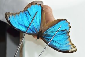Morpho godartii tingomariensis ♂ ABERRATION*