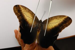 :::BULK SALE:::: Caligo prometheus atlas A1 ♂