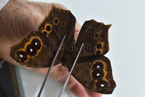 Antirrhea phasiana ♀ RARE