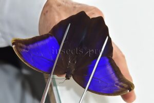 :::BULK SALE:::: Eryphanis automedon tristis A1 ♂