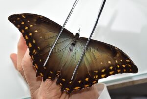 Morpho amphitryon cinereus ♂