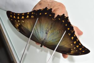 Morpho amphitryon cinereus ♂