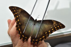 Morpho amphitryon cinereus A1 ♂