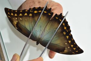 Morpho amphitryon cinereus A1 ♂