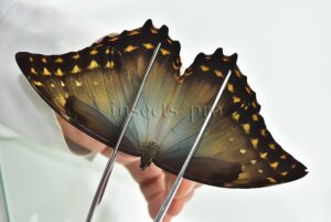 Morpho amphitryon cinereus ♂ GOOD PRICE