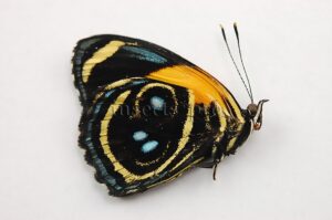 Callicore eunomia A1 ♂ ABERRATION* MELANIC