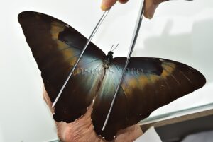 Morpho cisseis gahua f. phadena A1 ♂