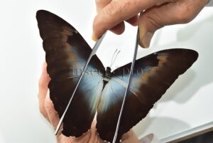 Morpho cisseis gahua f. phadena A1 ♂