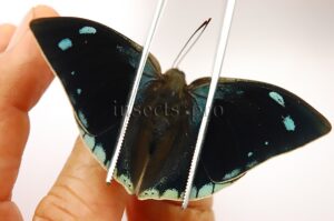 Anaea xenocrates xenocrates A1 ♂