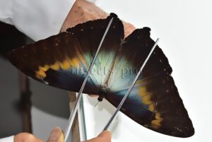 Morpho cisseis gahua f. phadena A1 ♂