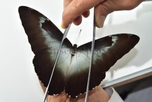 Morpho cisseis gahua f. gahua A1 ♂