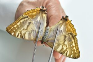 Morpho sulkowskyi selenaris A1 ♀