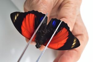 Agrias amydon tryphon ♂