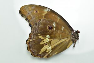 Morpho godartii tingomariensis *GYNANDROMORPH* ⚥ MOSAIC ON VERSO