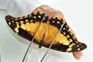 :::BULK SALE:::: Morpho rhetenor helena A1 ♀ YELLOW FEMALE SEXUAL DIMORPHISM