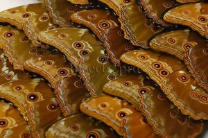 :::BULK SALE:::: Morpho didius A1- ♂ GIANT BLUE MORPHO