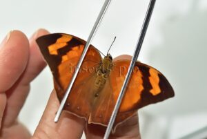 Anaea eurypyle ♂