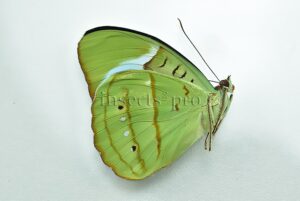 Nessaea sp. A1