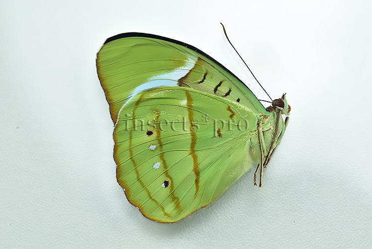 Nessaea sp. A1