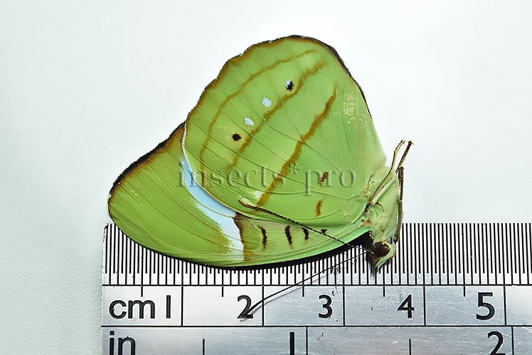 Nessaea sp. A1 - Image 2