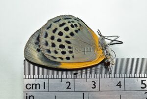 Asterope markii davisii ♀ FEMALE