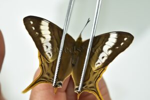 Marpesia corinna ♀
