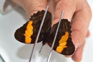 Adelpha irmina A1 ♂