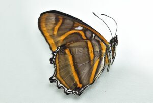 Metamorpha elissa elissa A1 ♂ ABERRATION* MELANIC