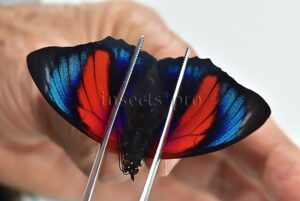 :::BULK SALE:::: Agrias beatifica x Agrias claudina lugens A1 ♂ GOOD FORMS!