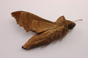 Sphingidae spp. A1  HIGH ALTITUDE