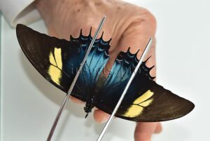 Heraclides androgeus androgeus A1 ♀